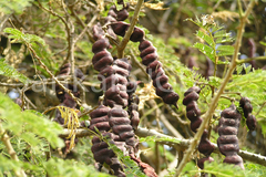 Acacia sinuata